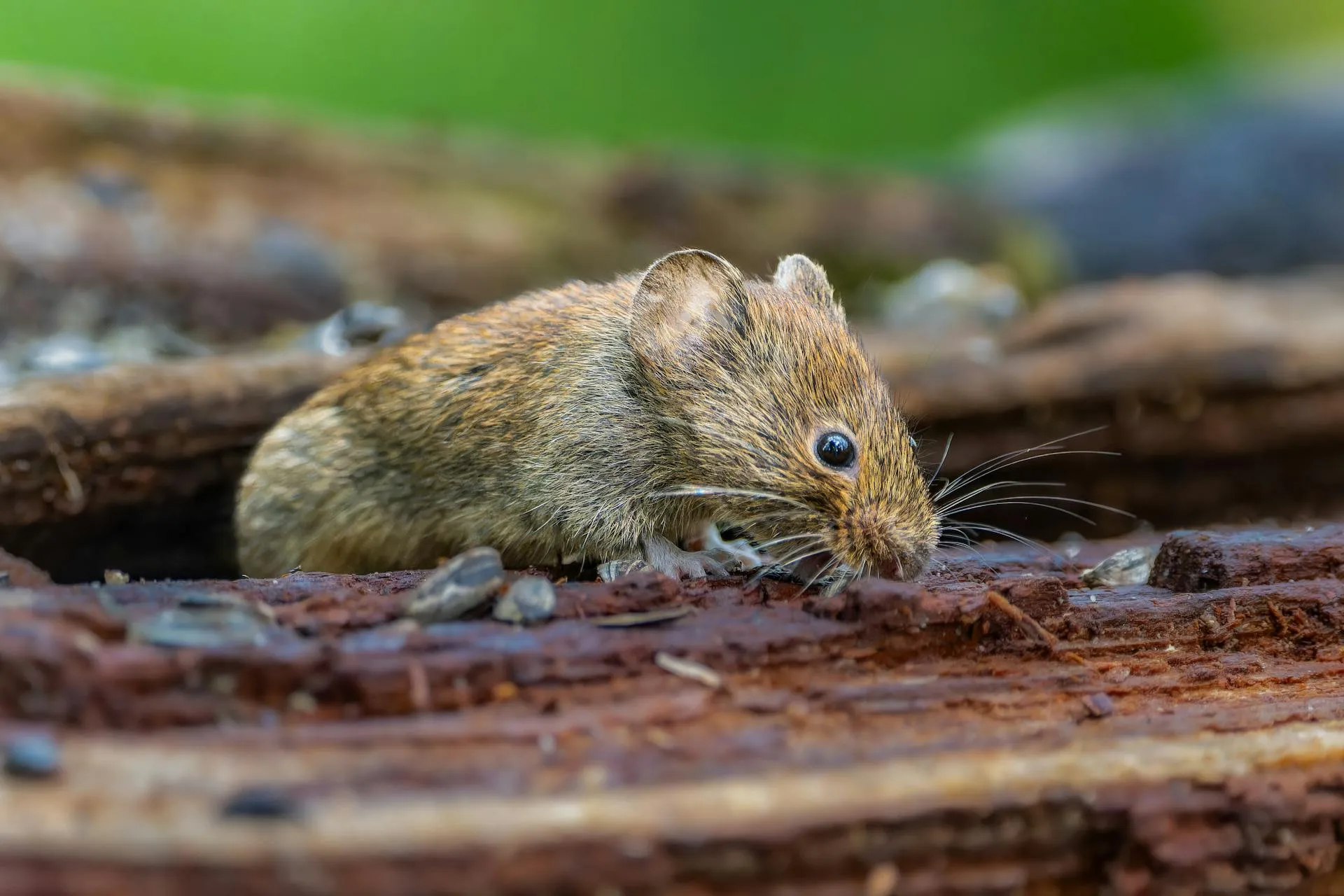 Brown house mouse photographed on a fallen log showing wild rodent profile and tail proportion