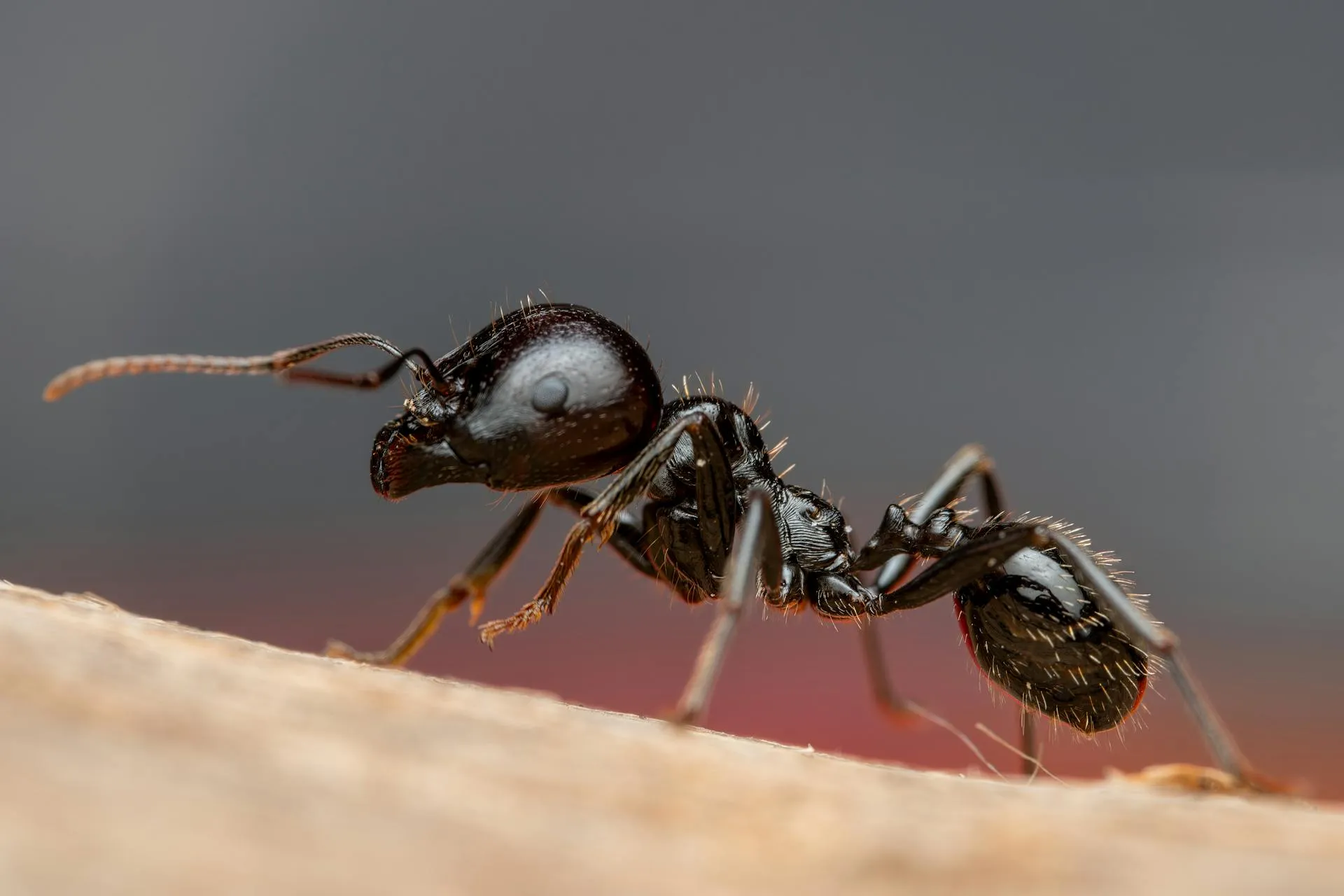 Macro detail of a black ant on a wooden surface with prominent mandibles and full six-leg body structure visible