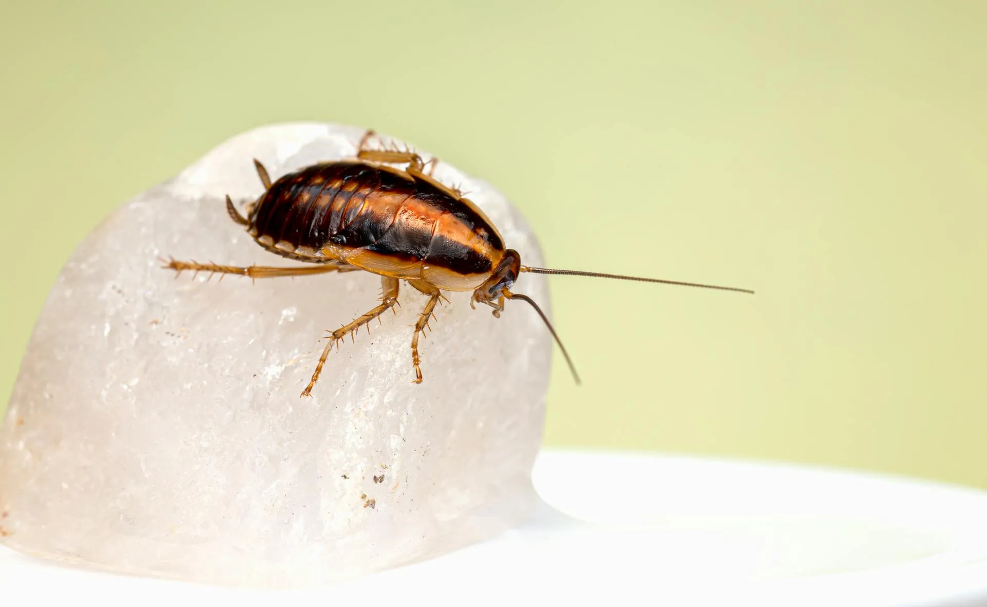 Adelaide German cockroach identification — Blattella germanica with characteristic pronotal stripes
