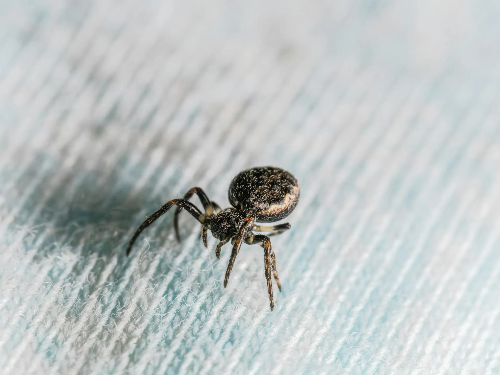 Common house spider photographed at scale on a fabric surface with full leg span and body detail visible