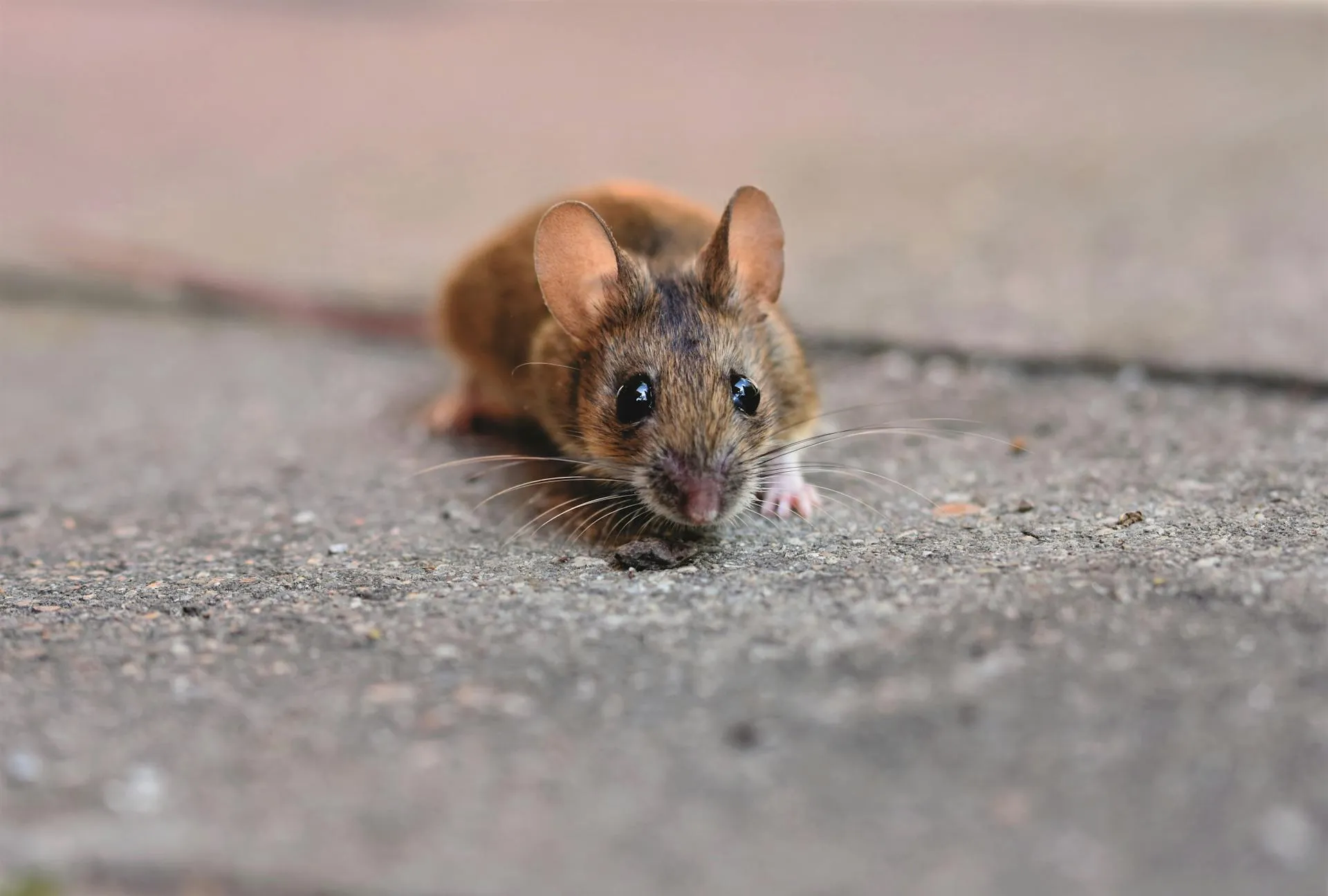 Detailed close-up of a small commensal mouse on a textured concrete surface in an urban context