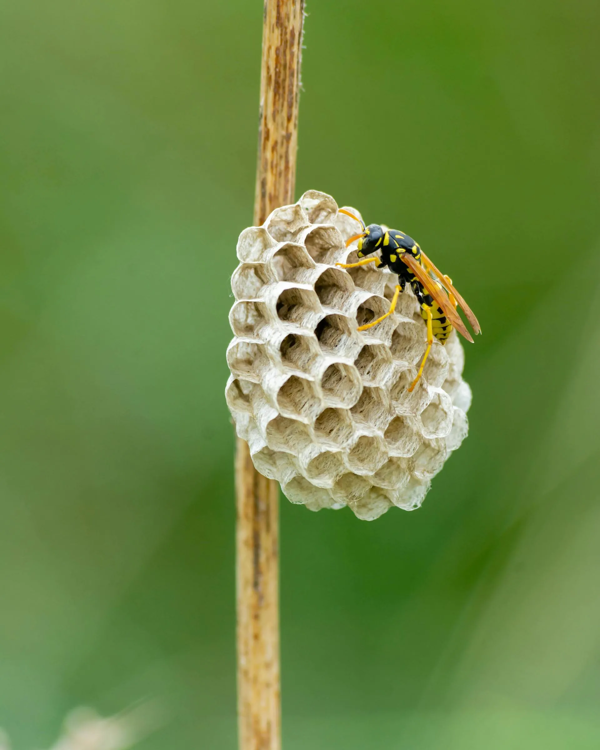 Close-up of a European paper wasp tending its open umbrella-shaped hexagonal-cell nest on an exterior surface
