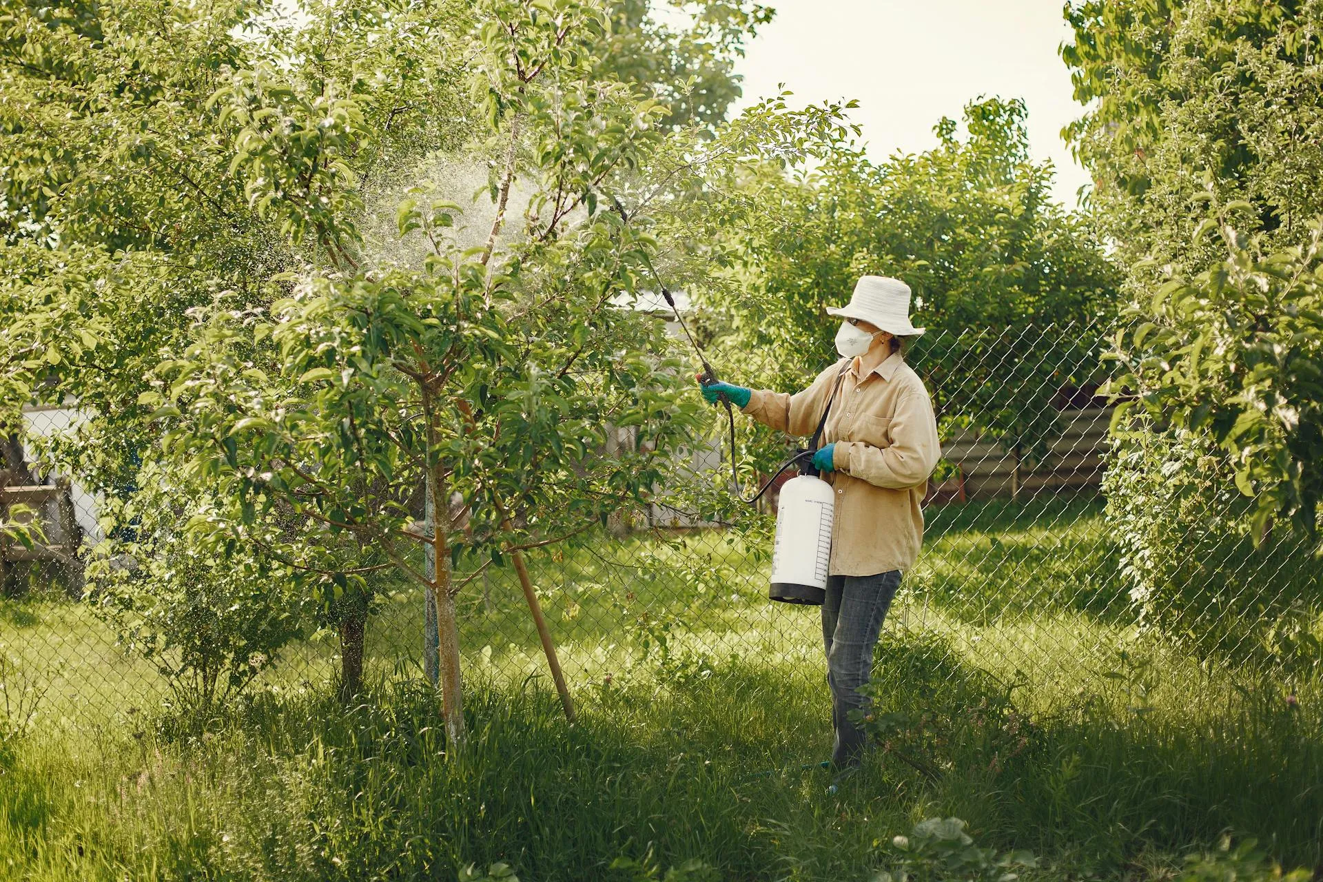 Worker in protective hat and mask attending to outdoor garden tree with equipment — protected-species capture context