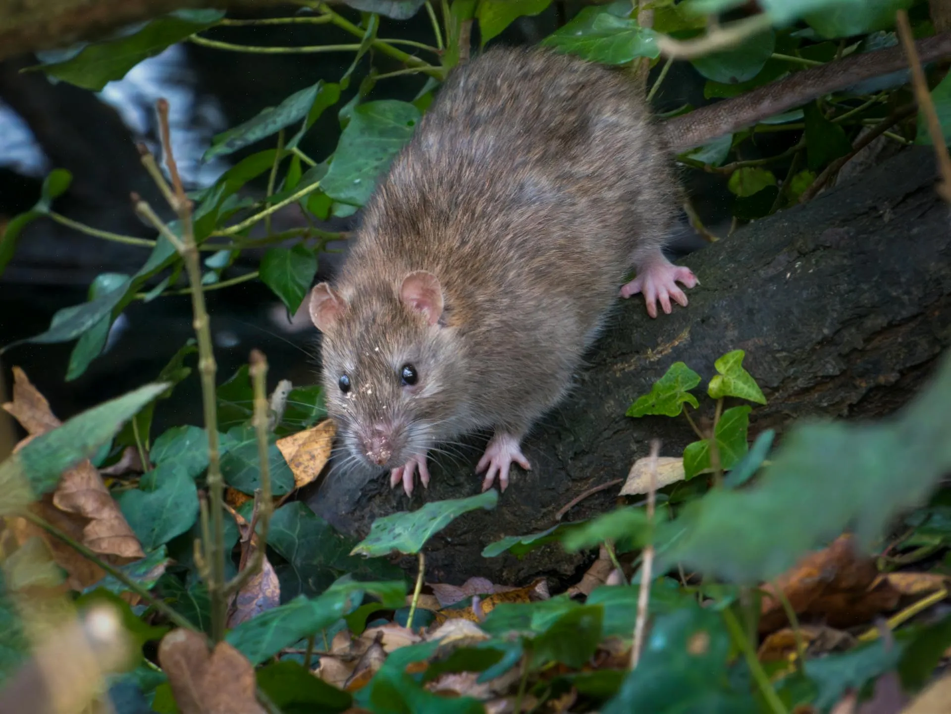 Adelaide winter rodent control — roof void inspection showing rub marks and droppings indicating rat activity