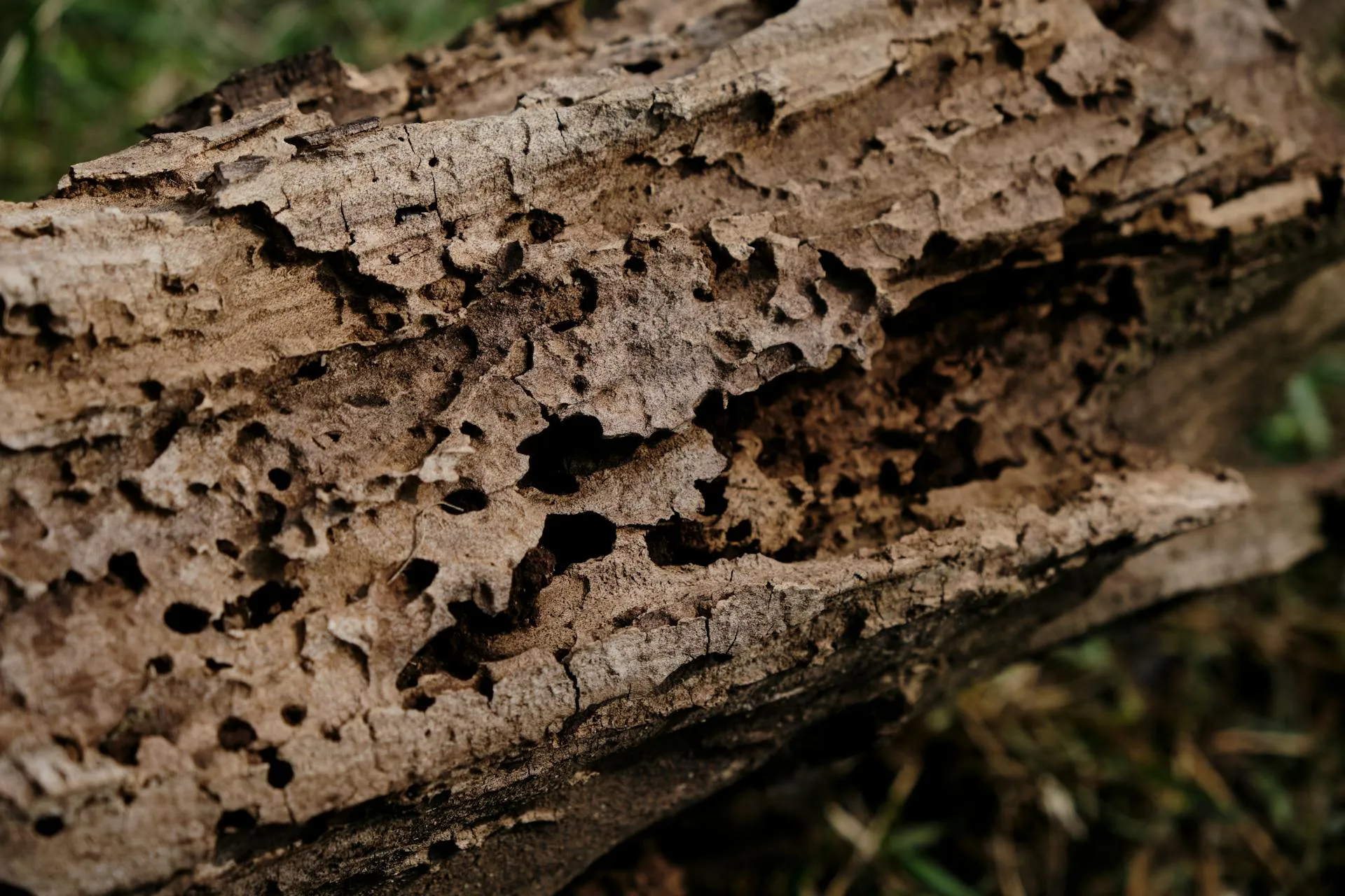 Detailed view of weathered timber surface showing pinholes and blistering — classic visual signs of termite activity
