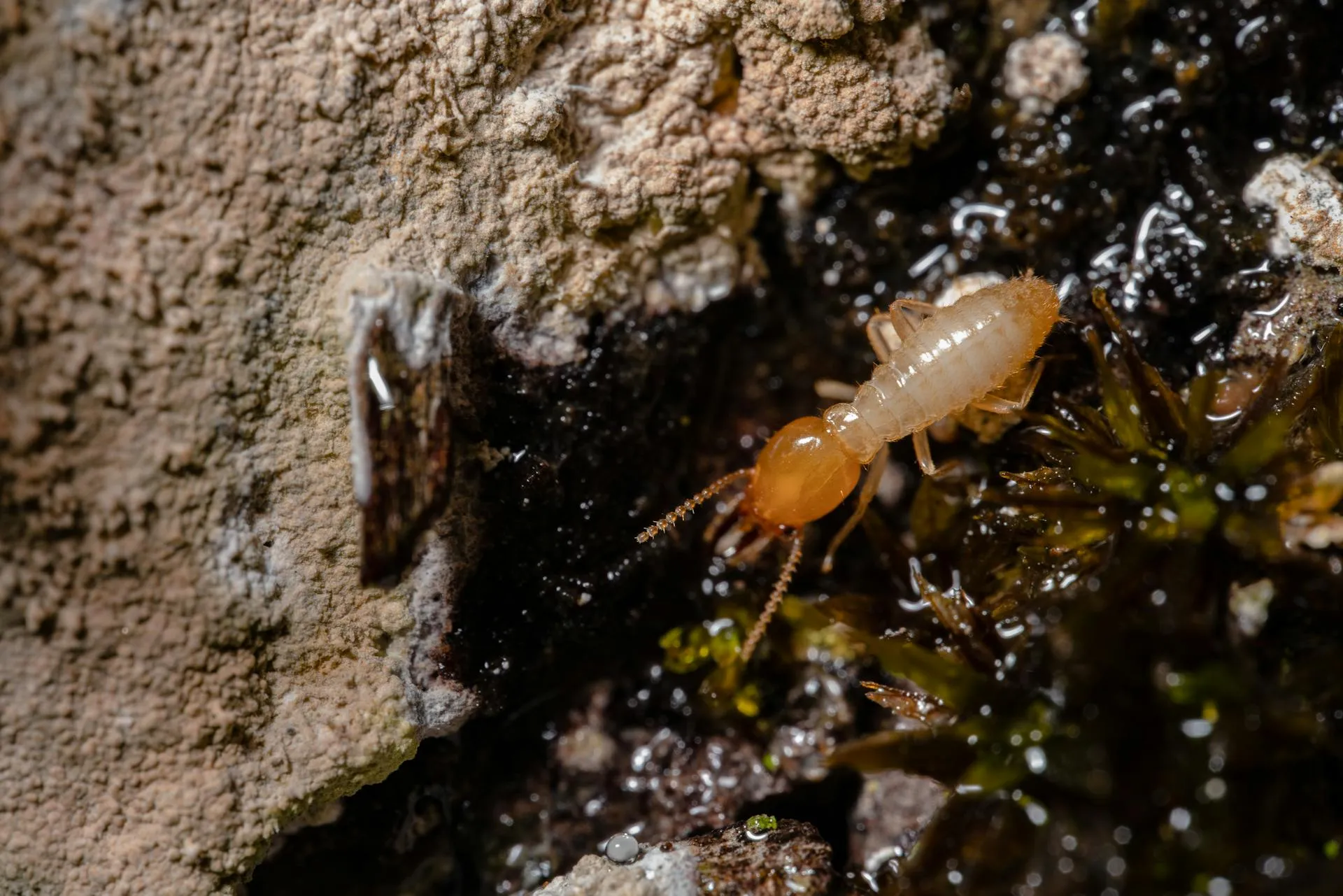 Coptotermes acinaciformis alate macro showing equal-length wings and straight antennae