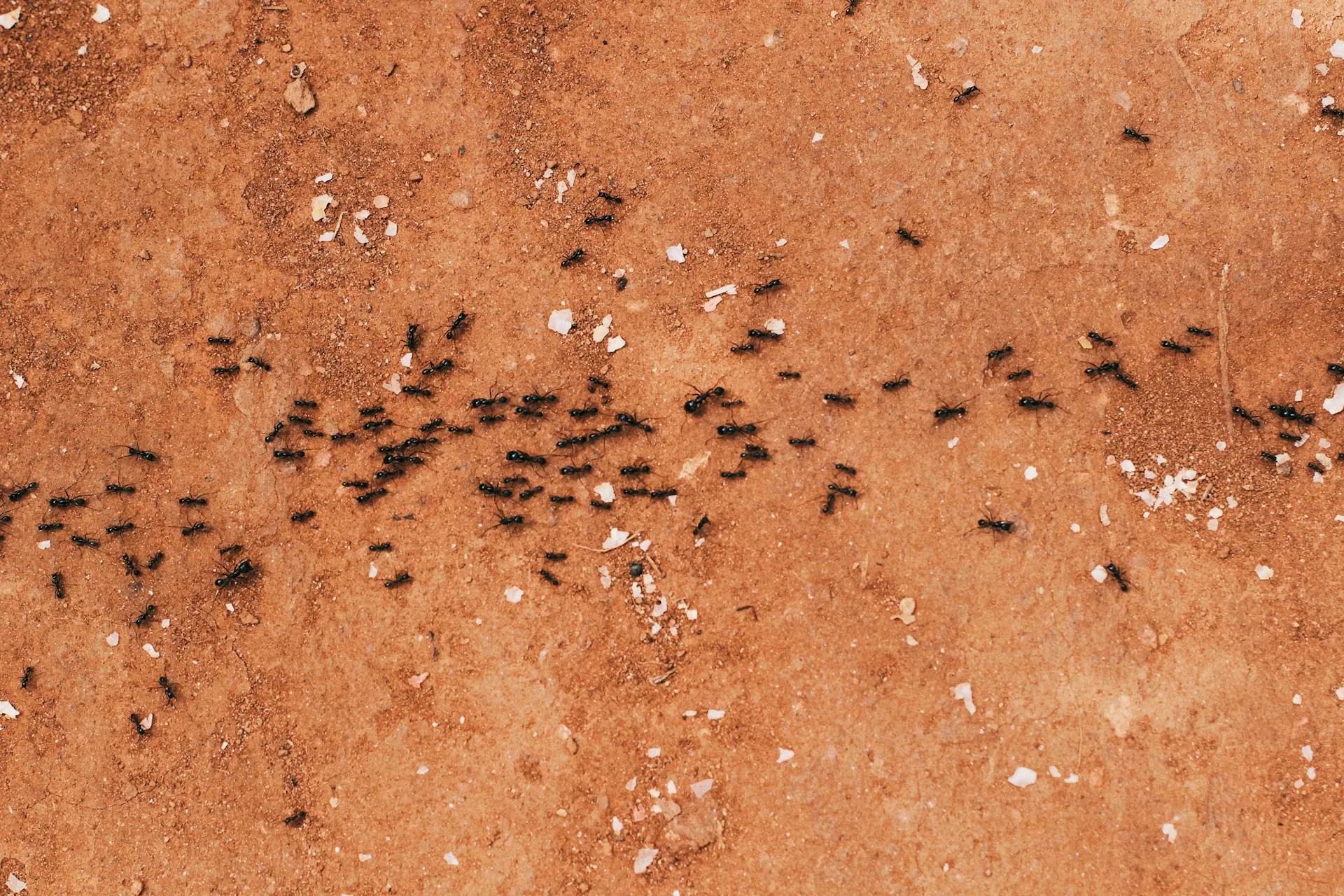 Trail of black ants in a line crossing a textured surface — typical of sugar ant foraging behaviour around the home