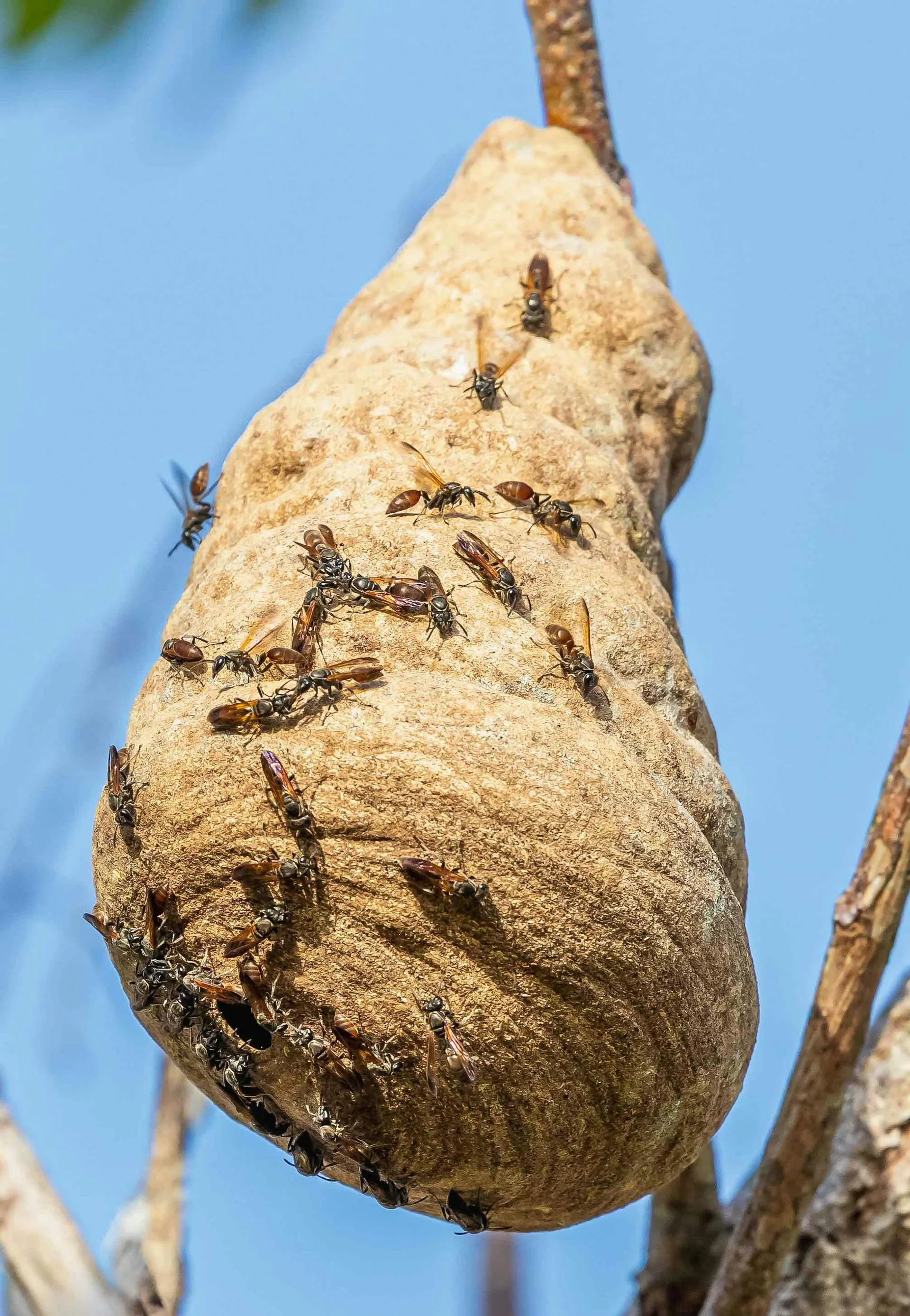 Detailed close-up of a paper wasp nest in a tree branch with active wasps visible — typical late-summer pressure