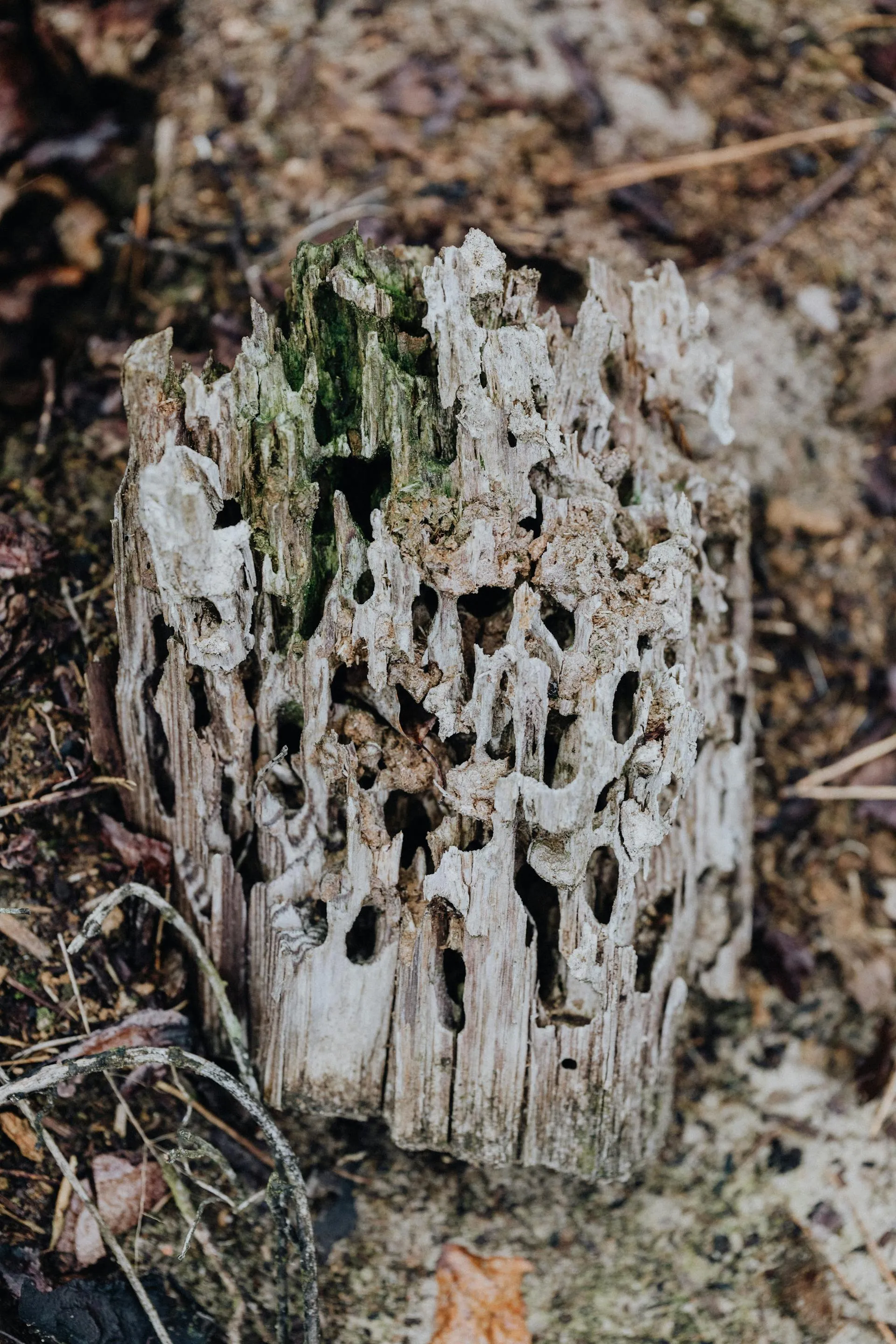 Close-up of a decaying piece of wood showing natural holes and weathering — bait station monitoring context