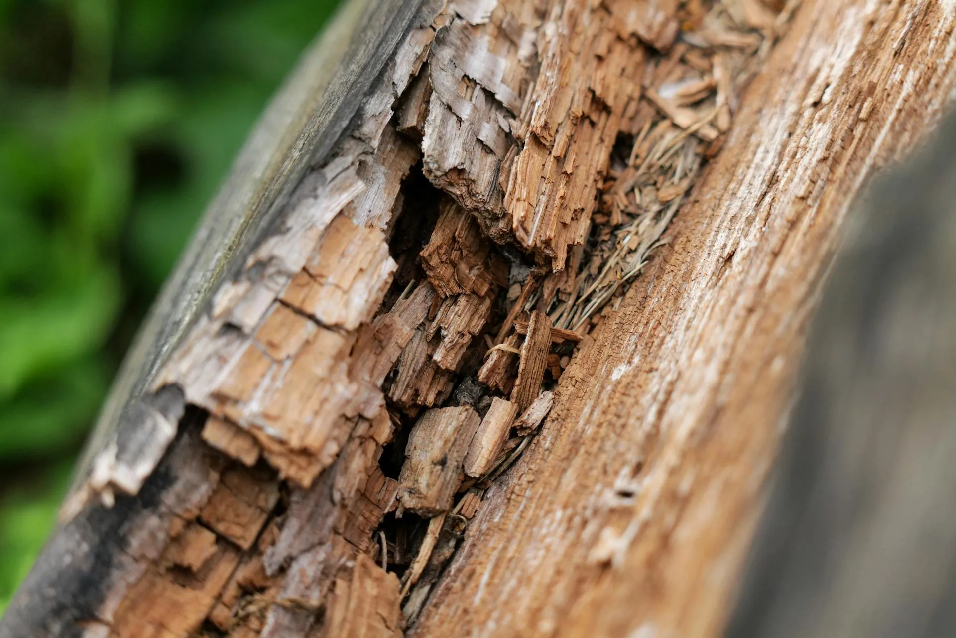 Close-up detail of decaying wood grain showing rot and timber damage typical of long-term moisture and termite exposure