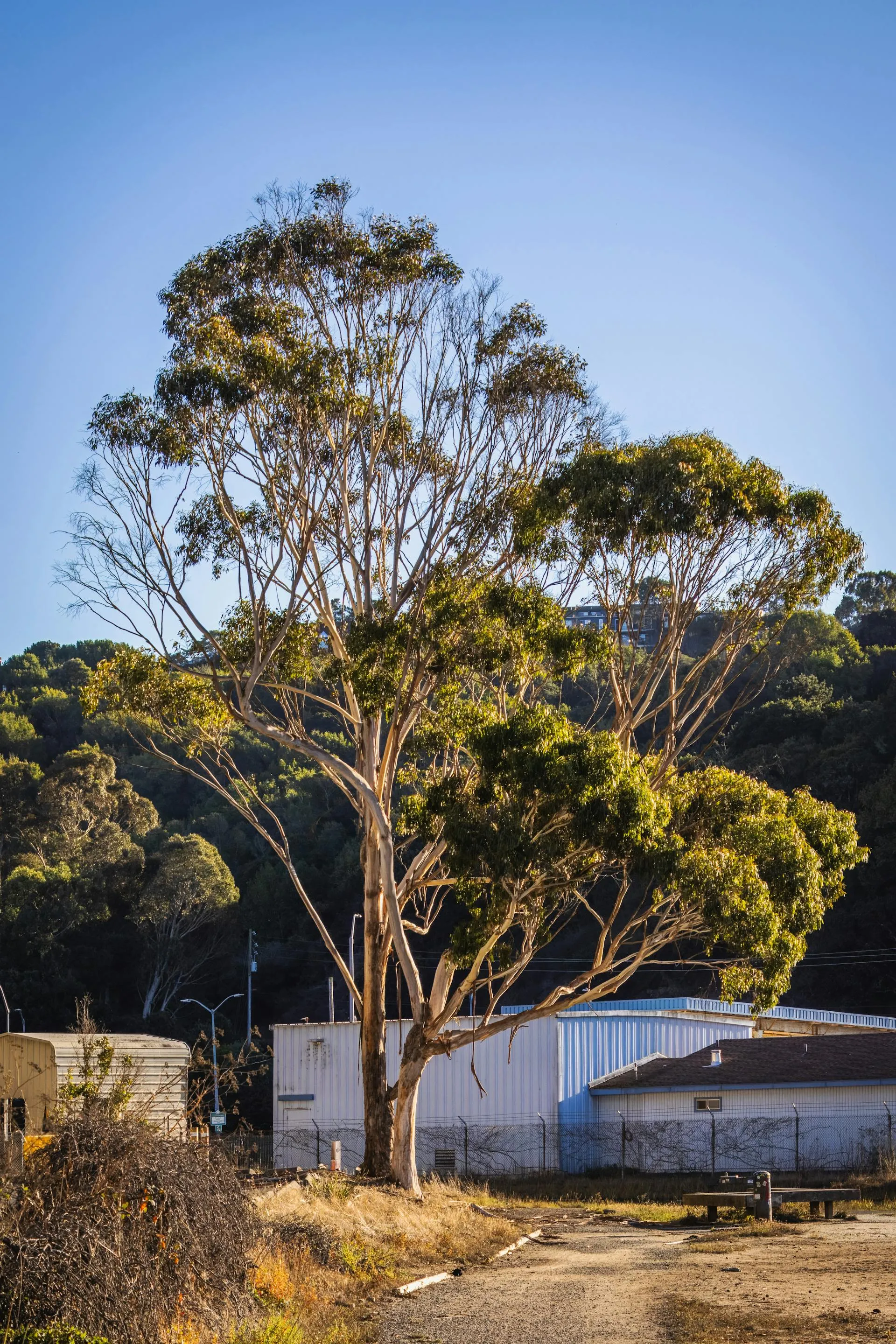 Mature eucalyptus tree against a blue sky with buildings in a foothills landscape — gum-tree-near-house risk profile