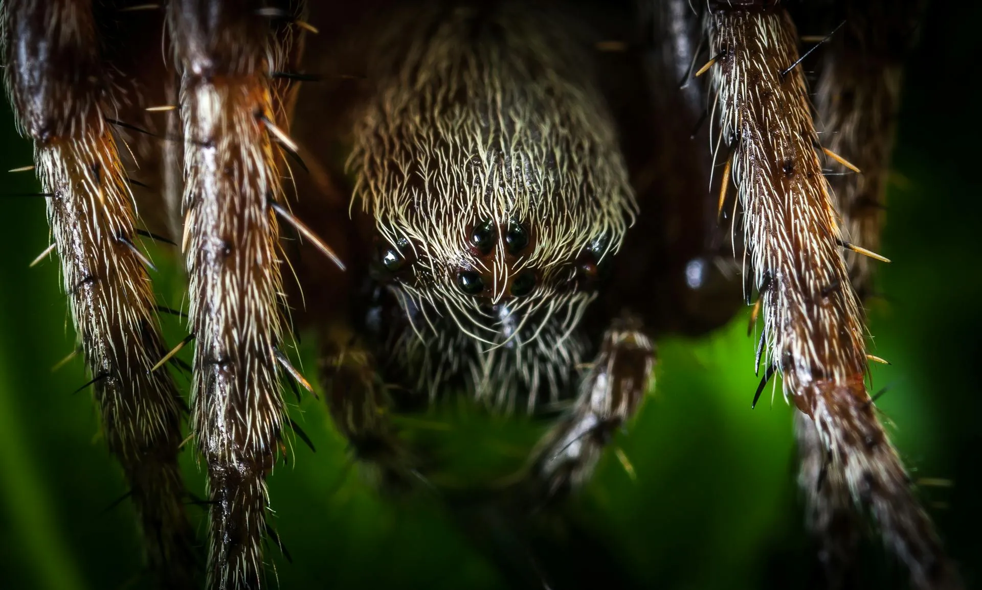 Macro photograph of a wandering spider with elongated body and banded legs — white-tail spider identification reference for Adelaide households